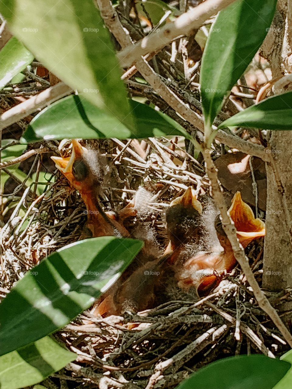 3 baby mockingbirds in a nest waiting for food