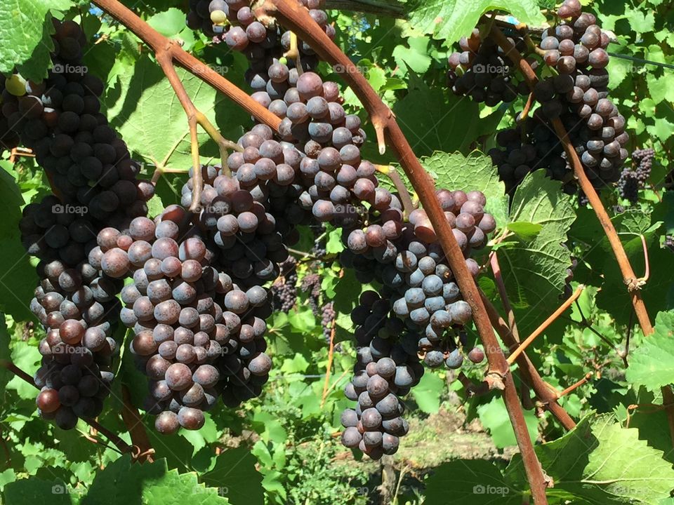 Grape vines. Vines of Keller estate vineyards