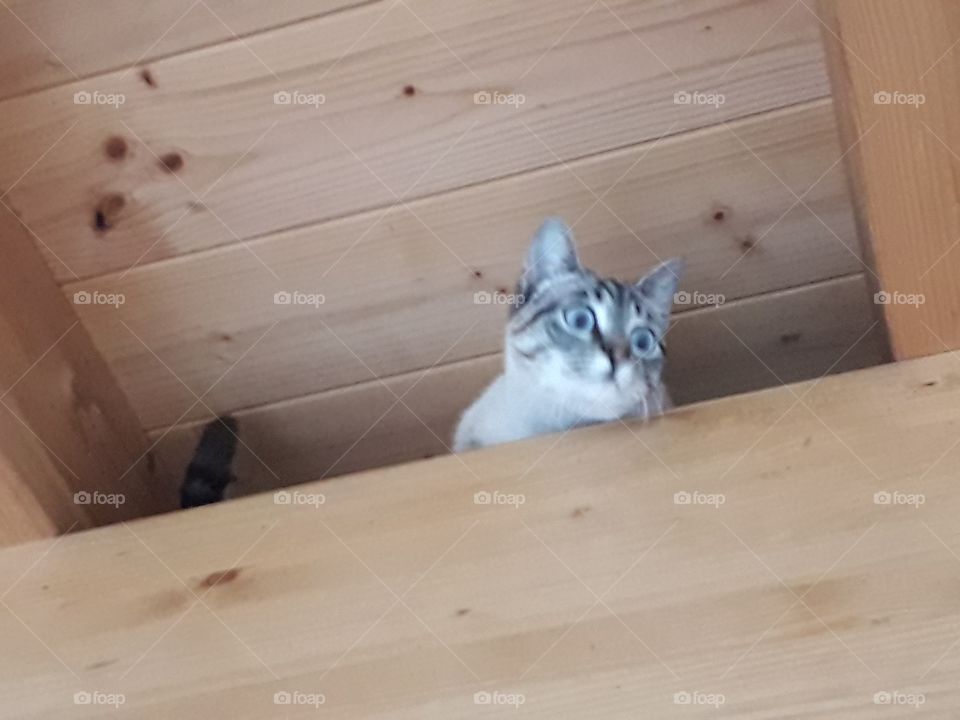 my cat under the roof