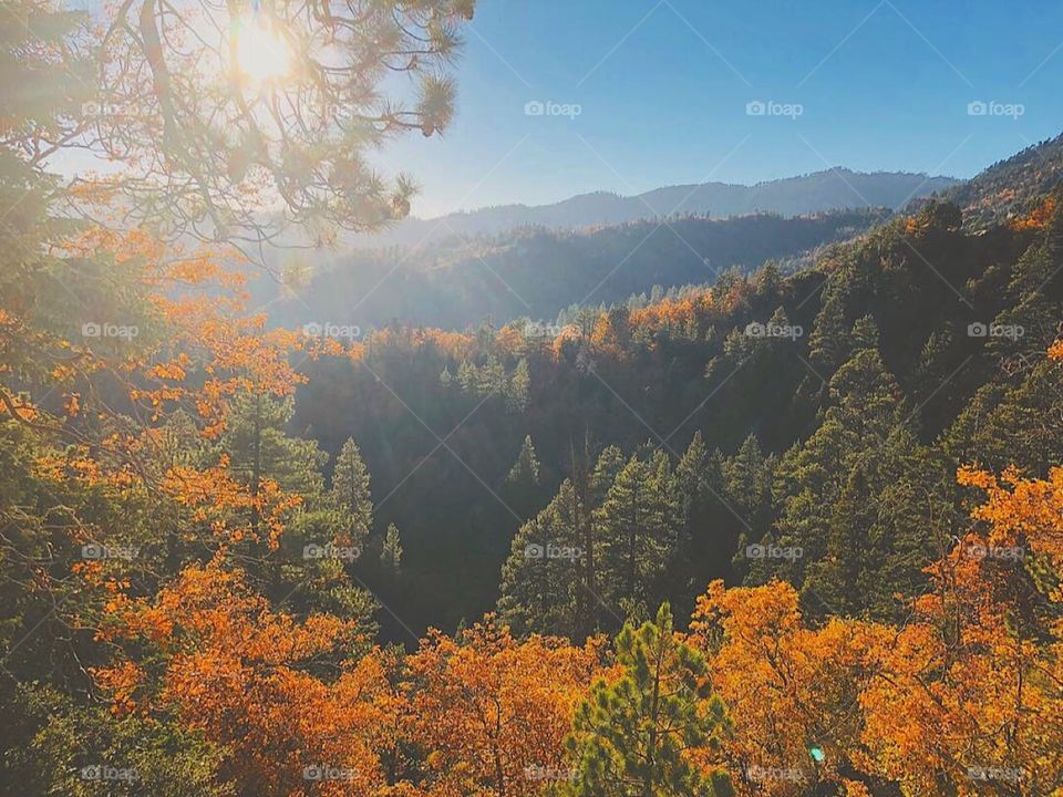 Autumnal San Bernardino Mountains 