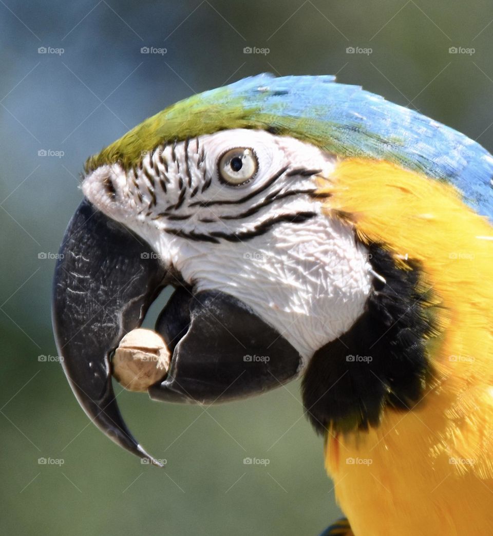 Parrot eating a peanut 