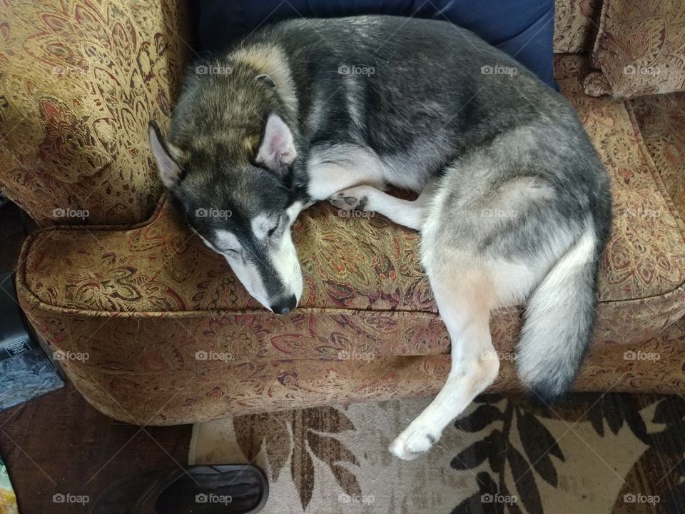 Worn Out Husky