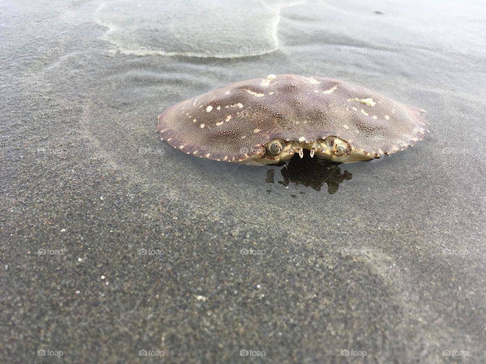 Ocean tidepool saving this crab from dehydration
