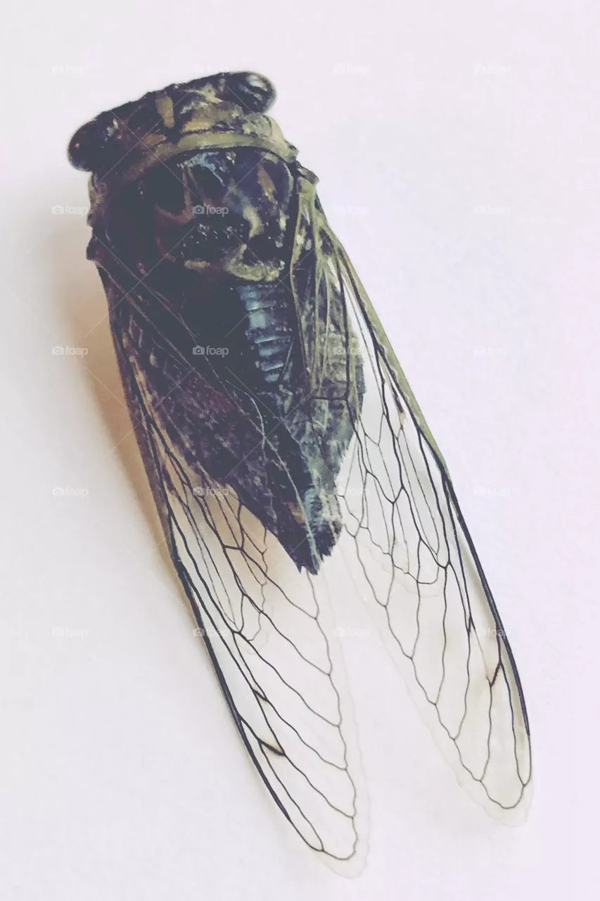 Cicada 