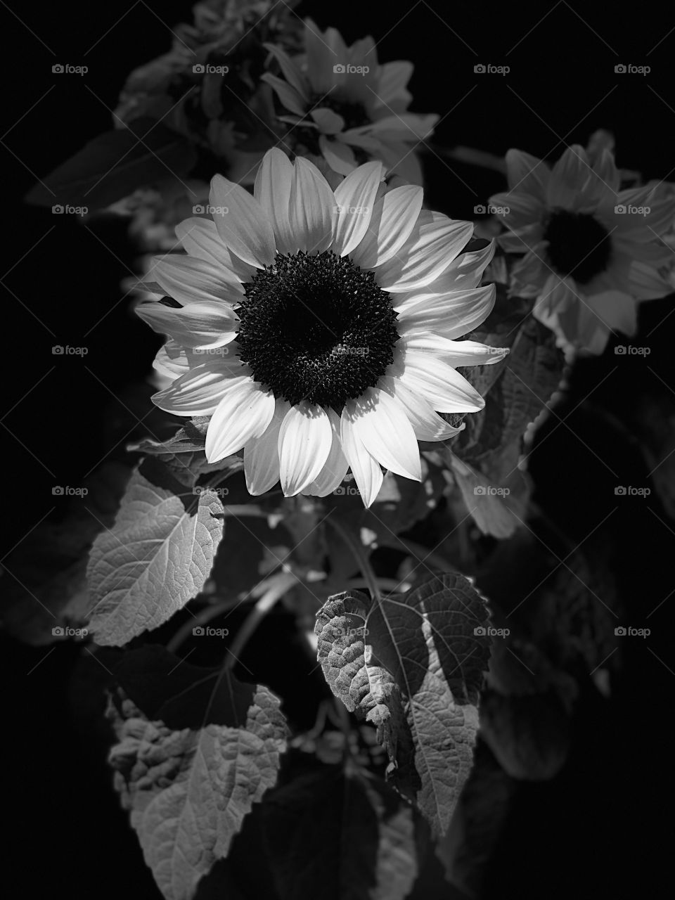 Sunflower spotlight