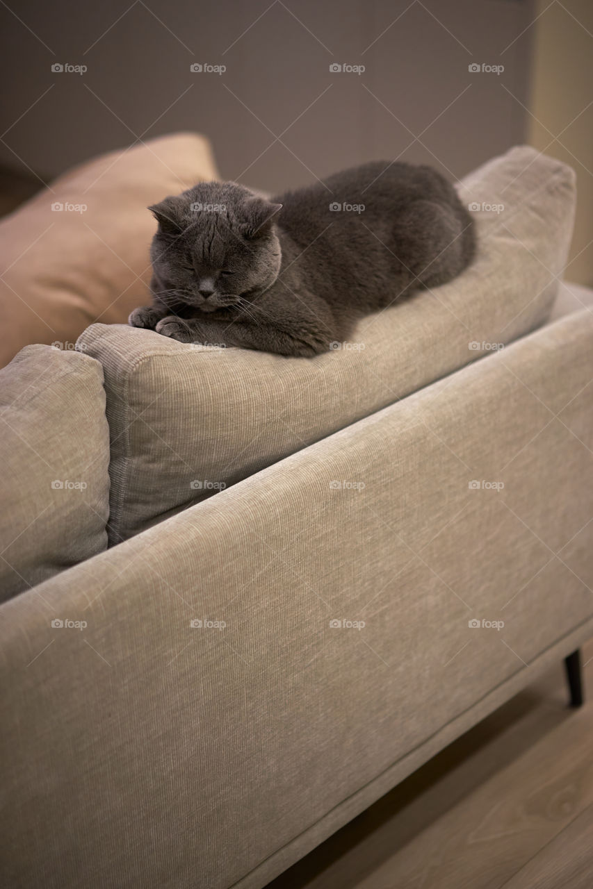 British shorthair cat lying down on the top of a couch 