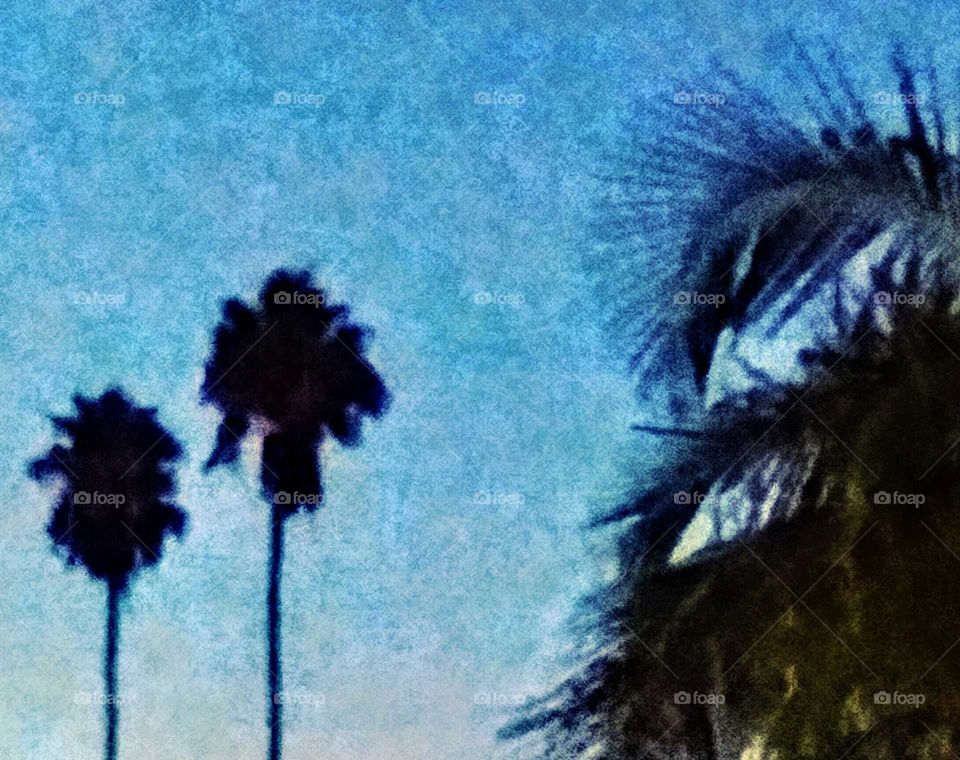 Palms and Fern Silhouette at Dusk