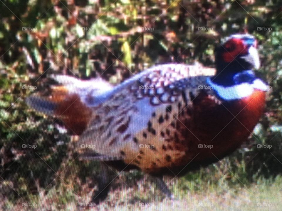 Pheasant 
