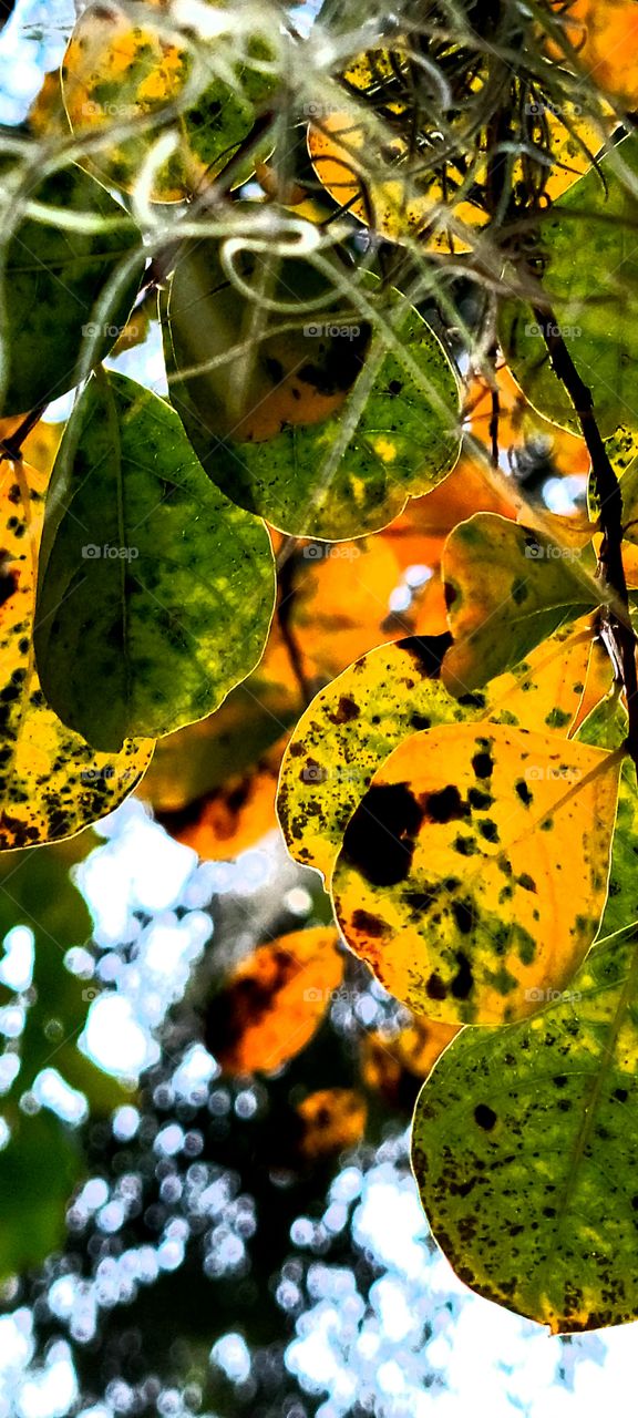 Myrtle Tree in the fall of the year