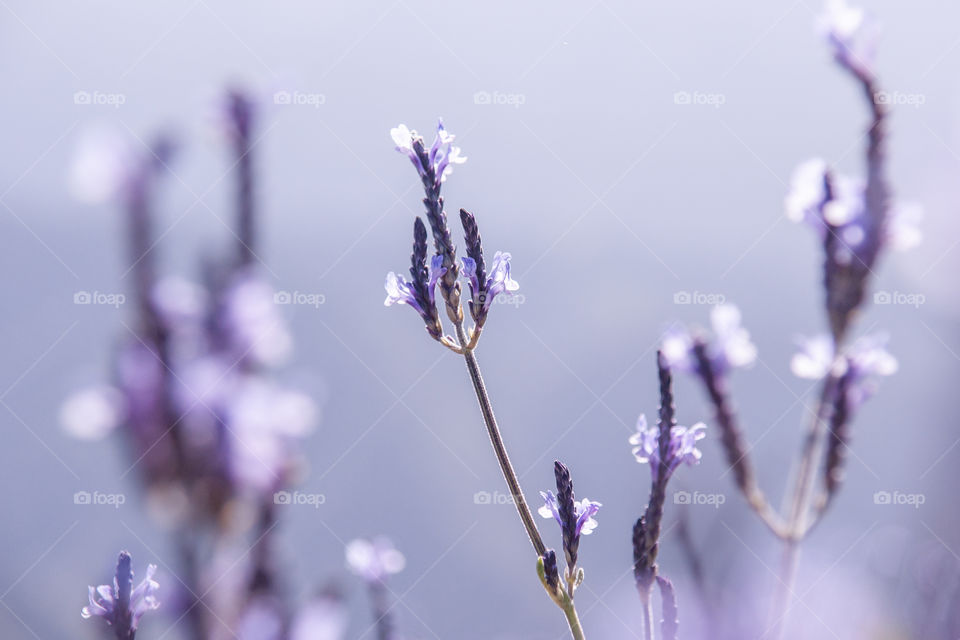 field of flowers