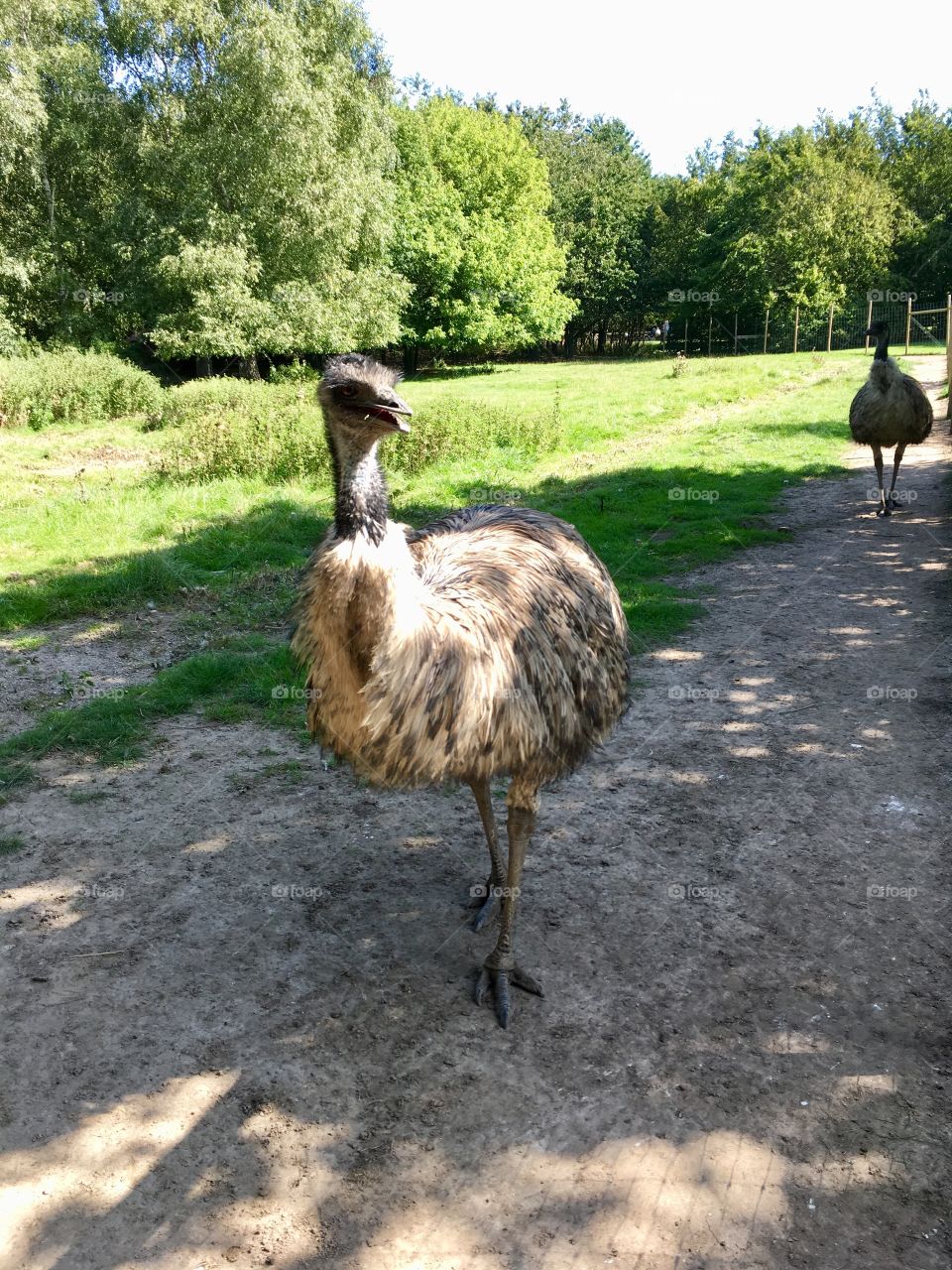 Ostriches 