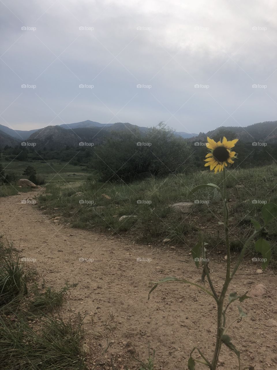 Sunflower alone on a hiking trail in Colorado Springs 