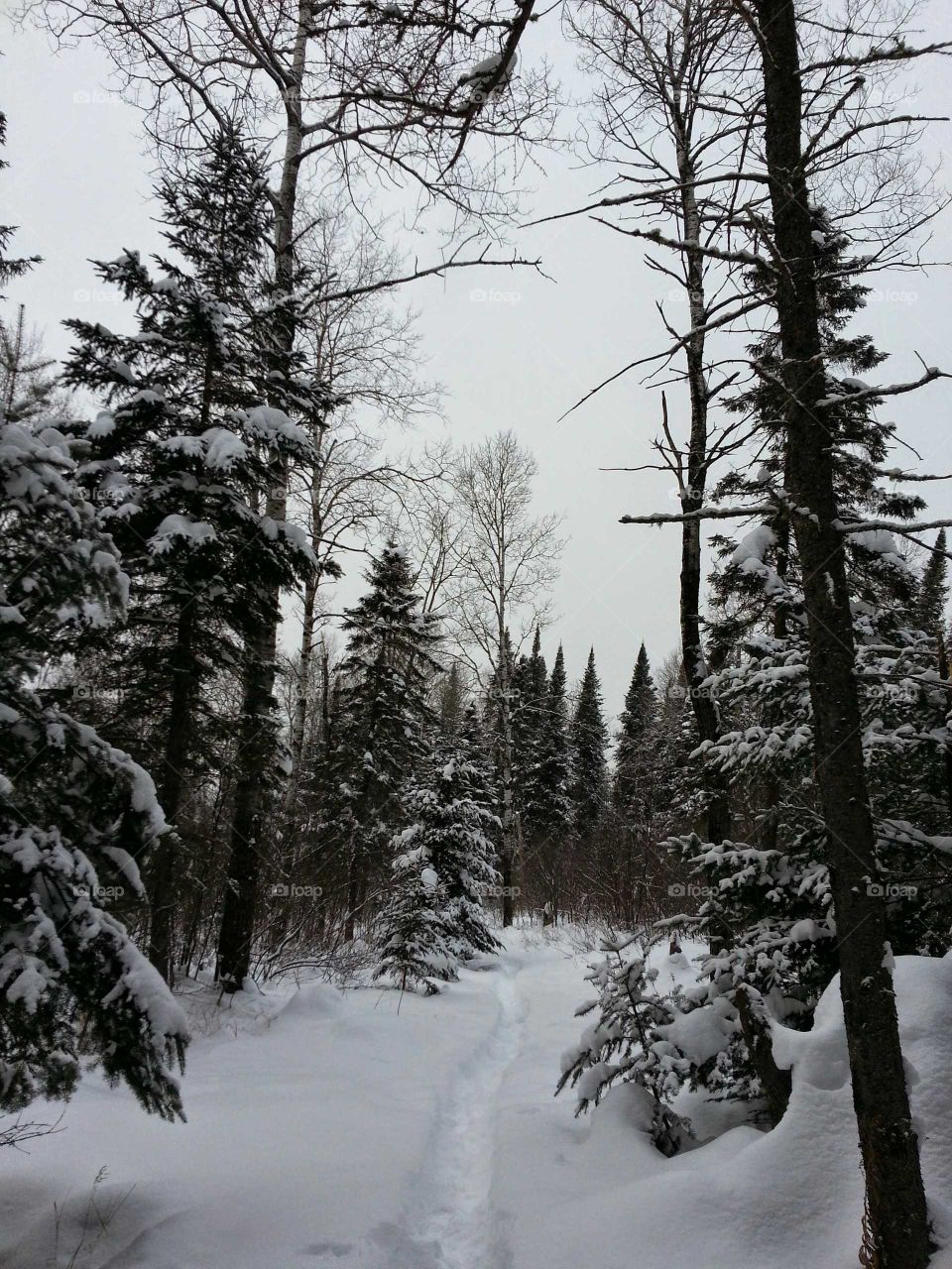 Snow shoe trail in a forest during winter