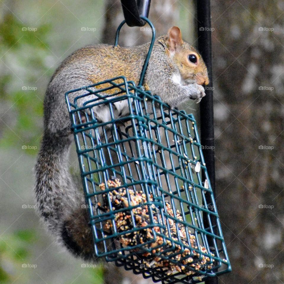 This squirrel is enjoying a suet feeder