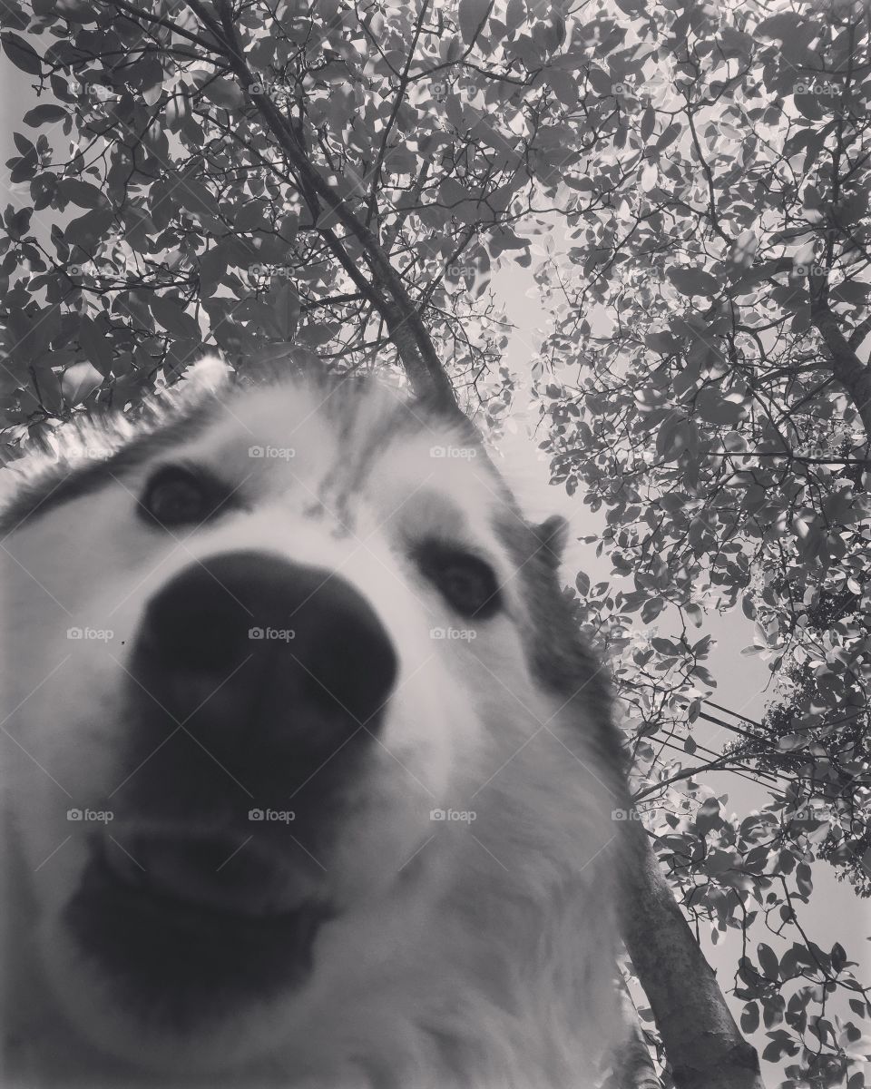 Husky close up