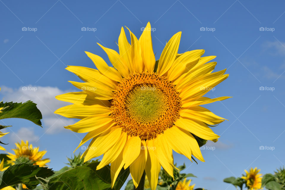 sunflower field in the summer, sunflower with bee in blue sky background