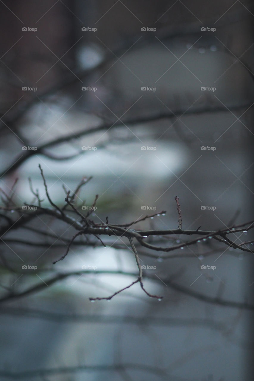 Rain drops on branches