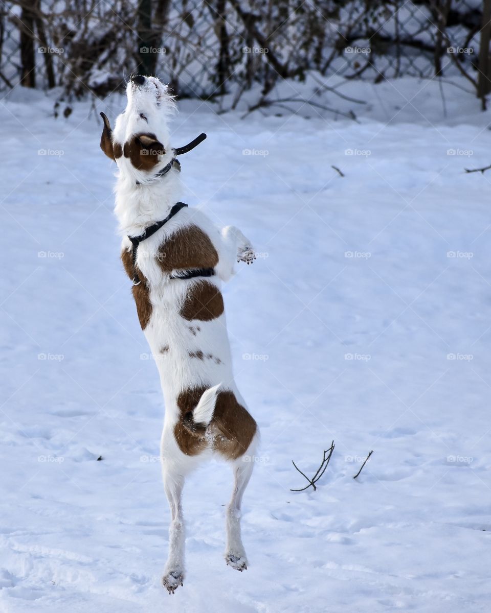 Cute happy puppy playing in snow 