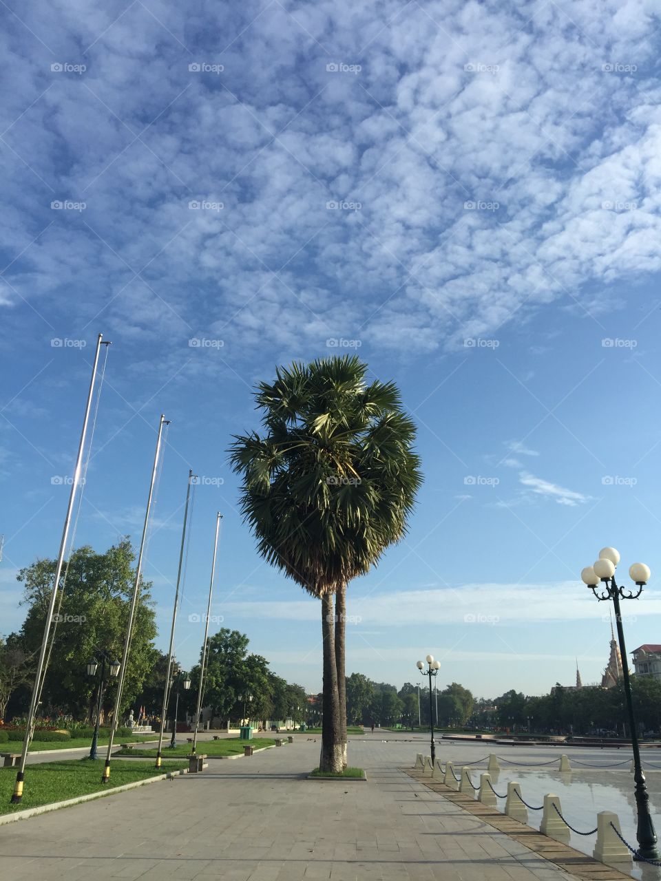 Palm Tree in the middle of the park Phnom Penh 