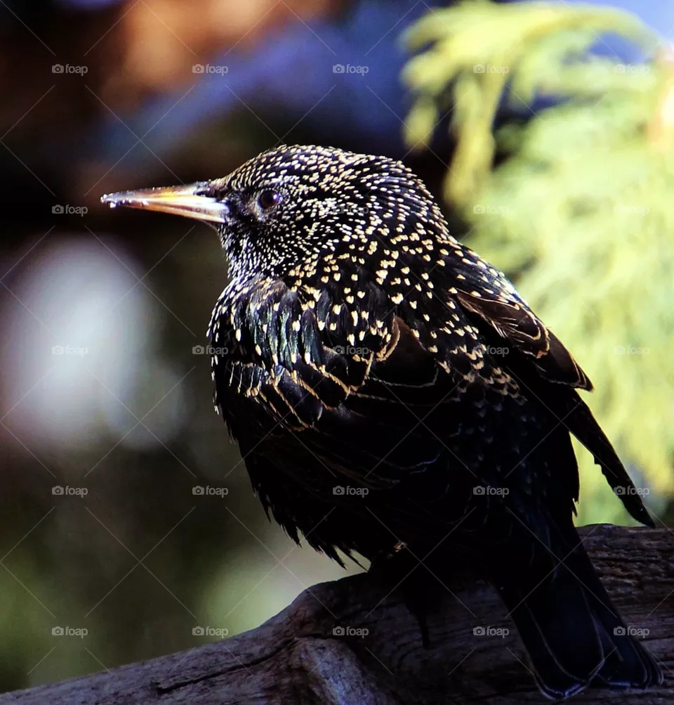 Beautiful bird