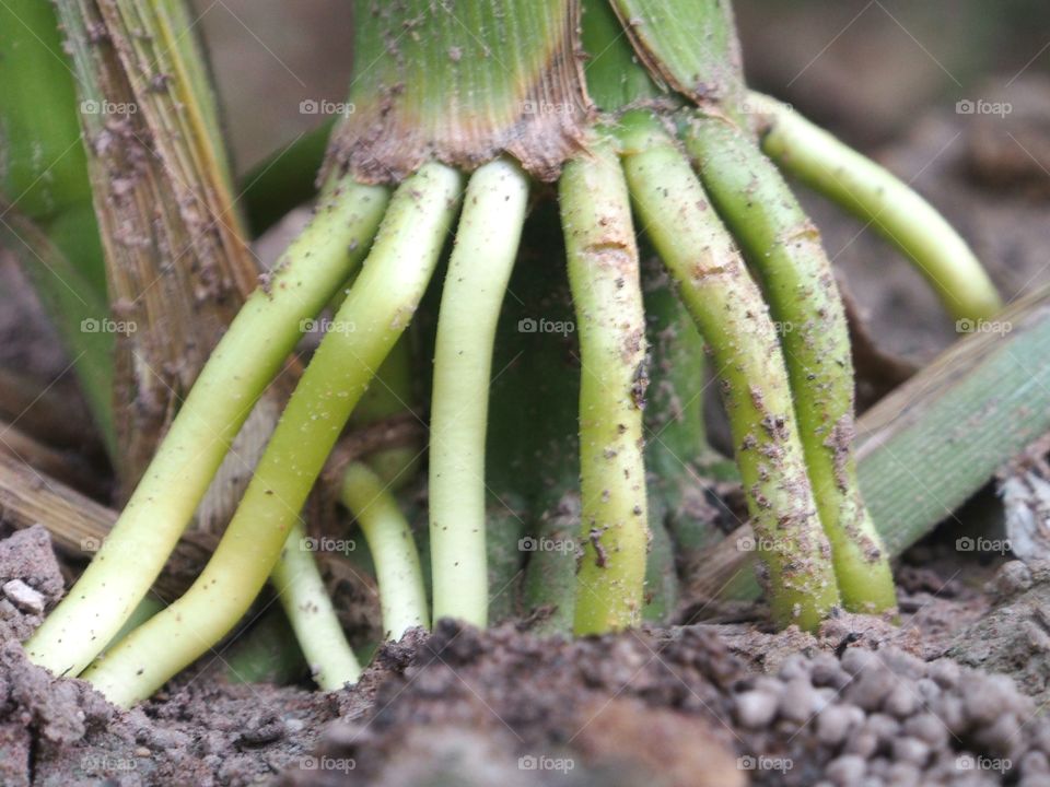 Close up of corn plant root