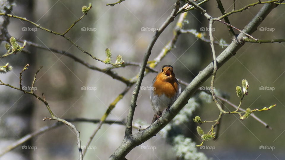 European robin