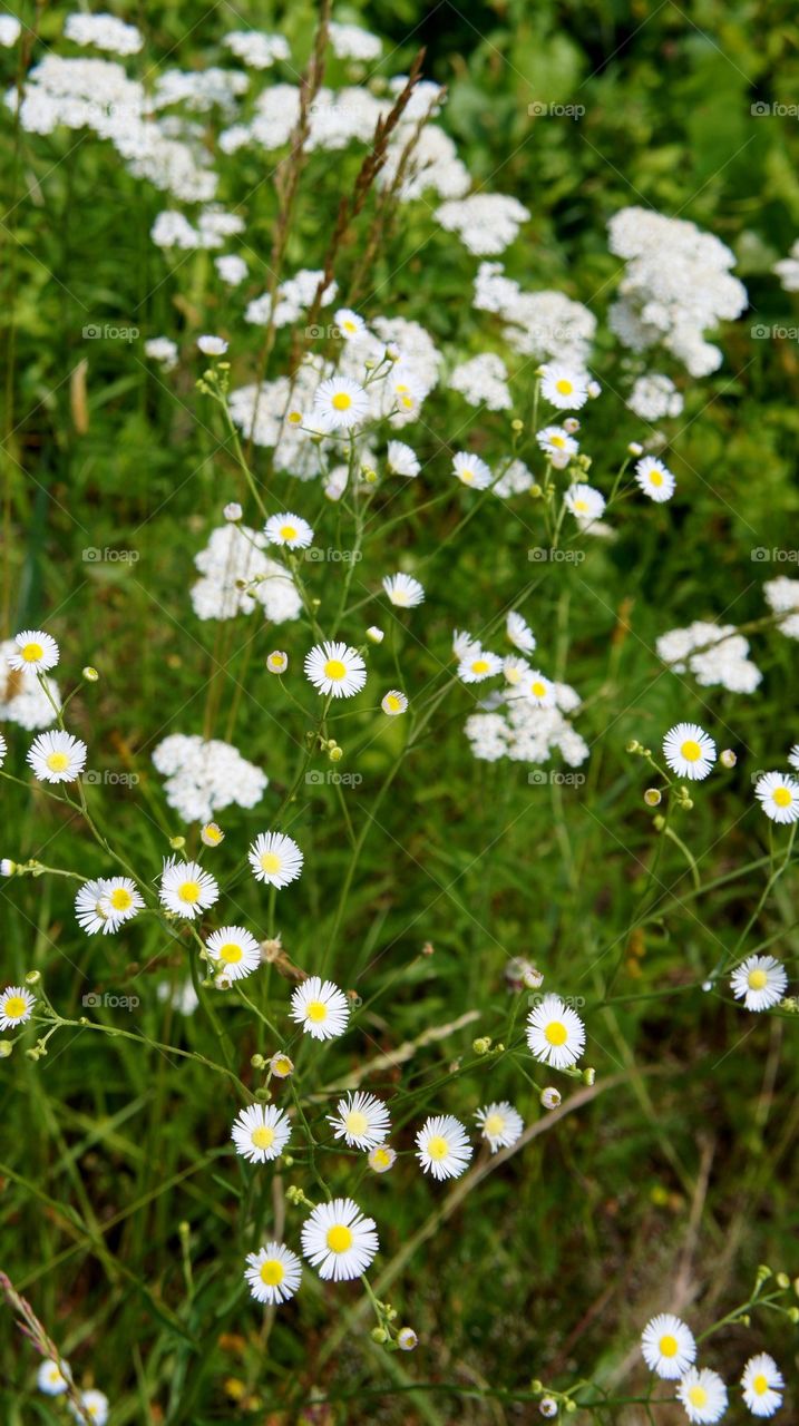 Close-up of daisy flower