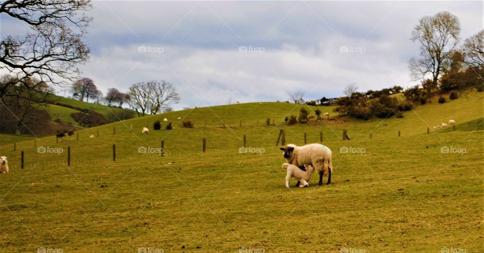 Sheep in wales