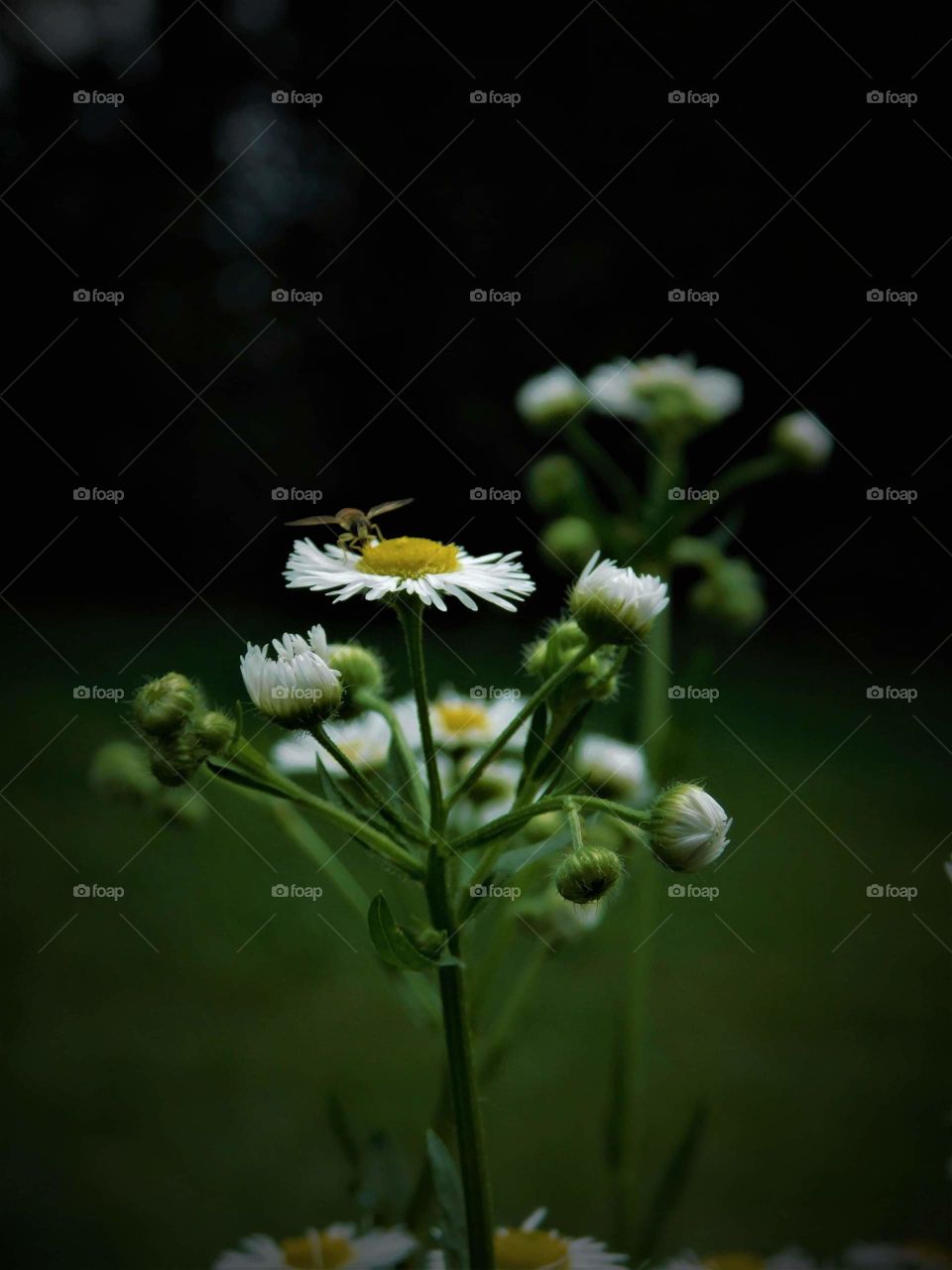Daisy & Bee