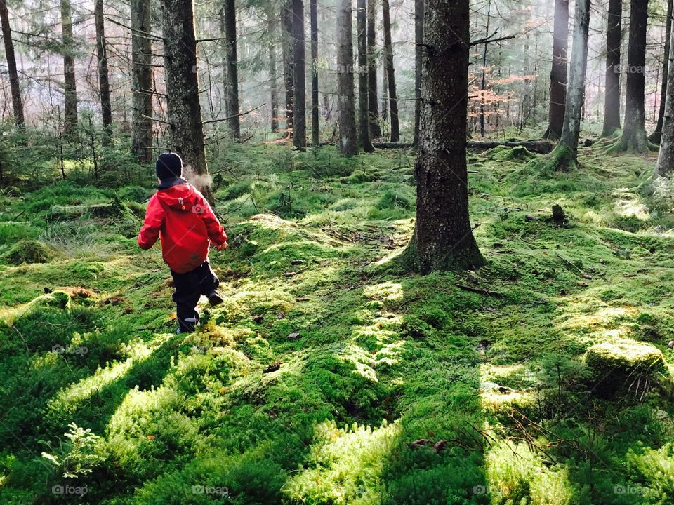 Walking in the forest