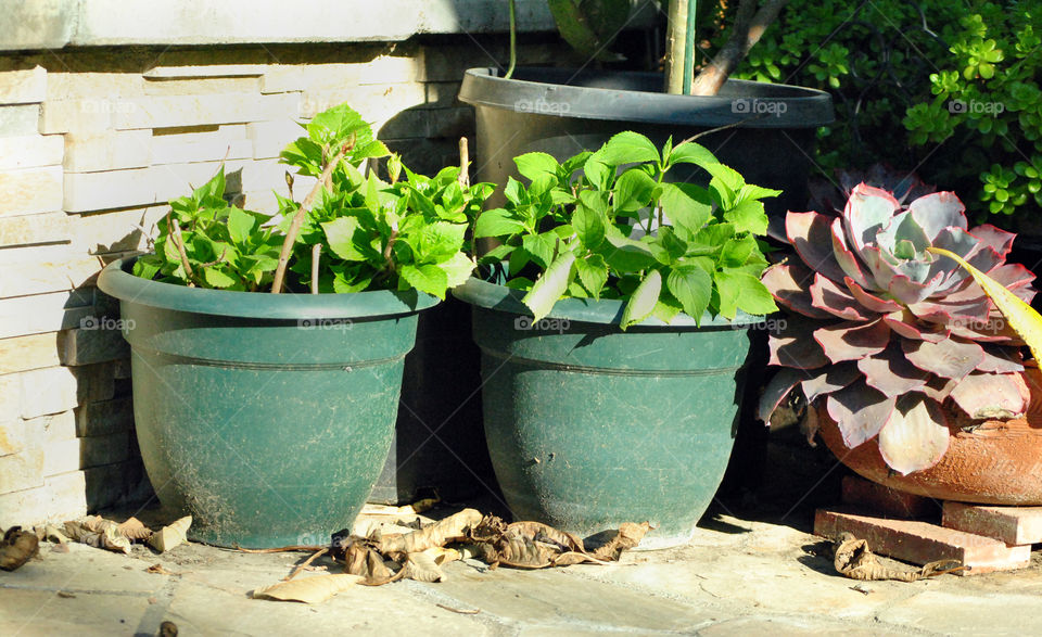 house plants