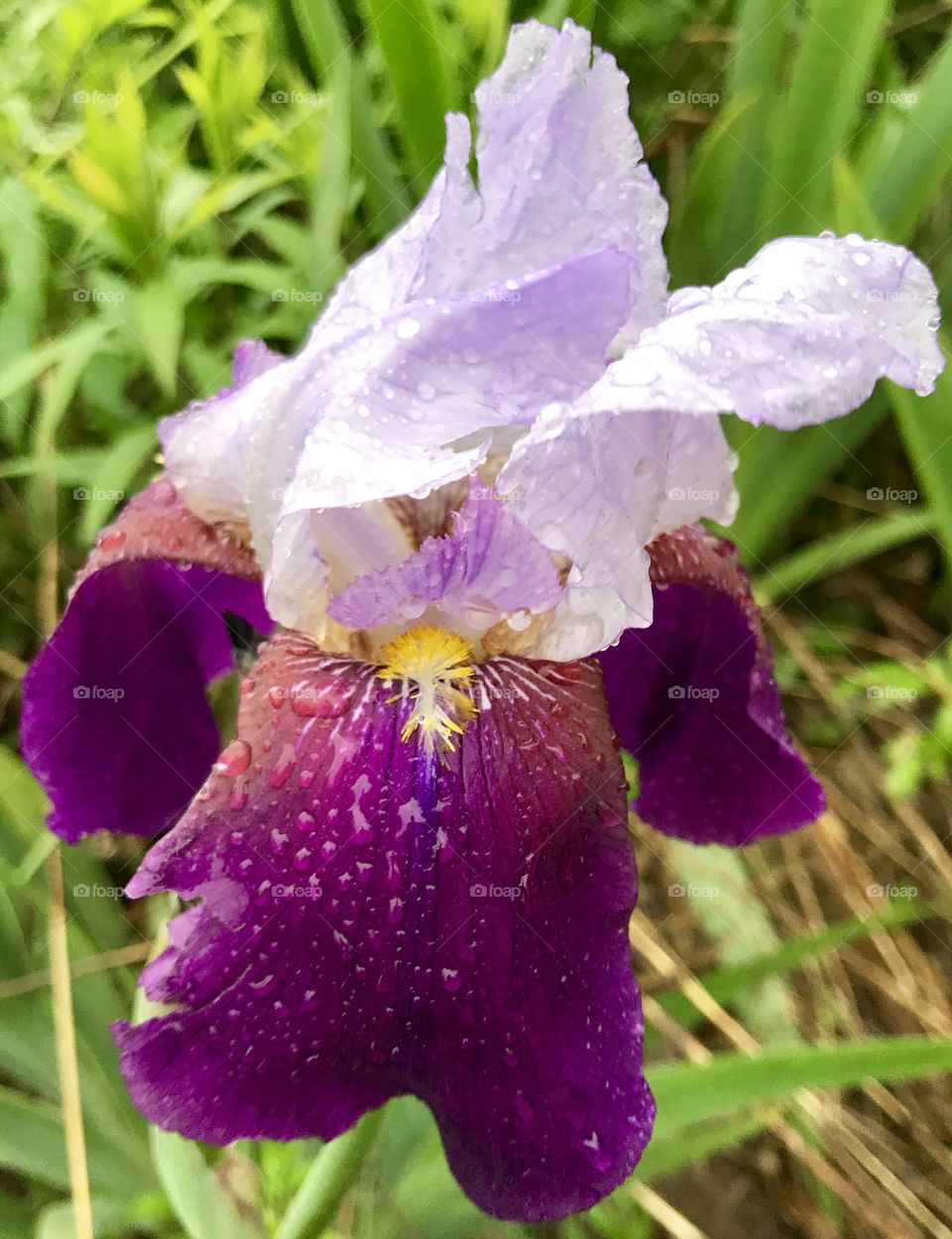 Spring Rain in Shades of Purple