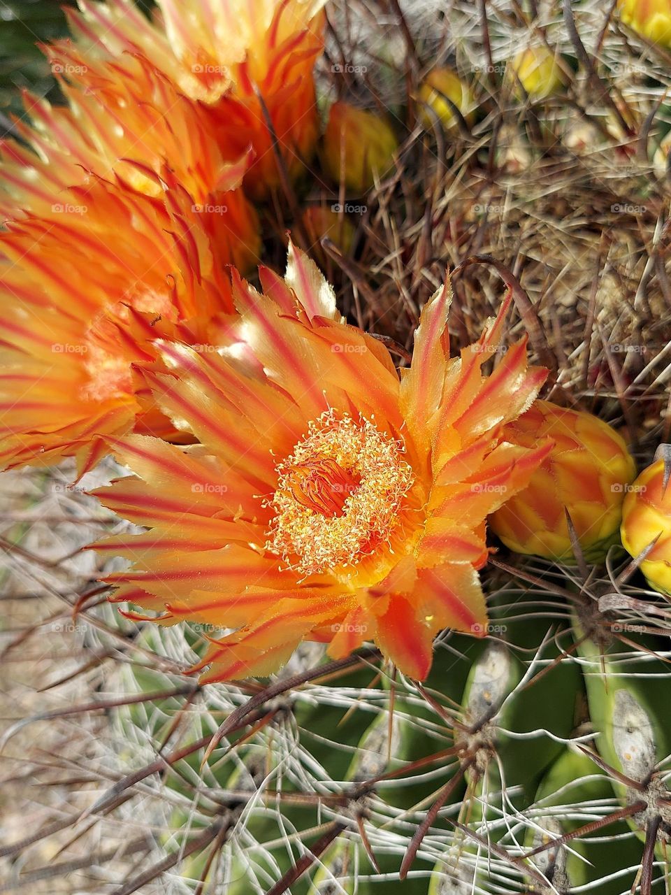 cactus flower