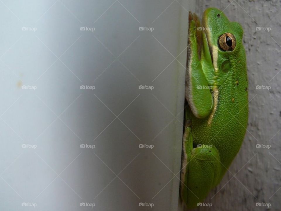 Cute little green frog from a long time ago in Texas. Well he was cute until he spit on me. Haha. 