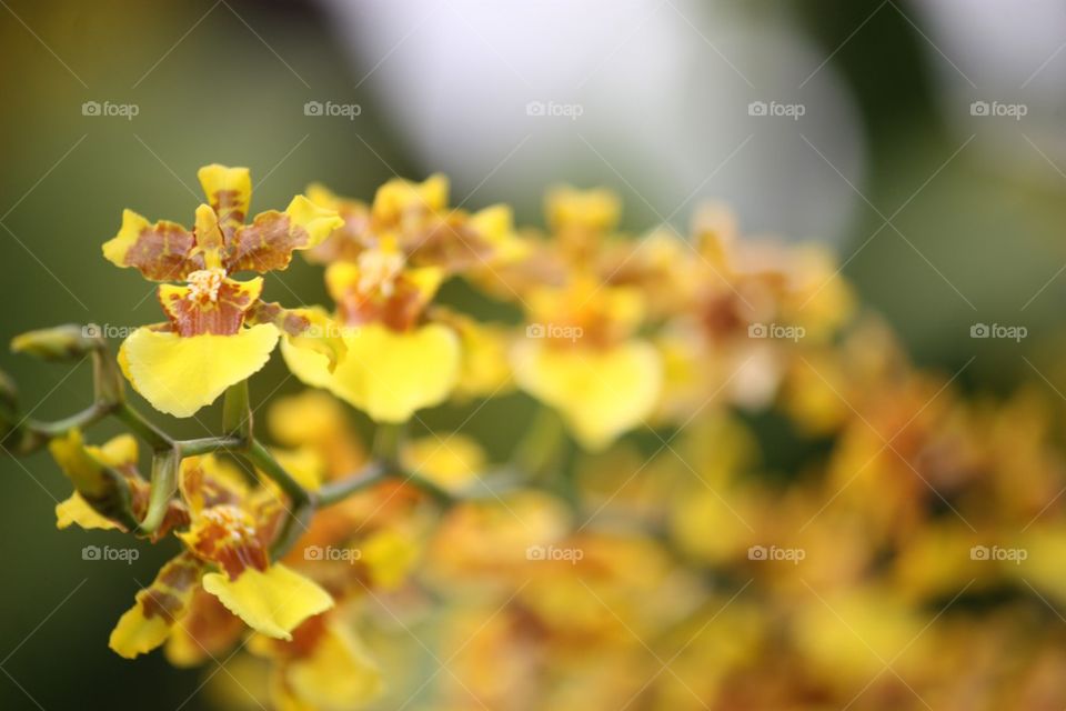 Yellow orchids Bokeh