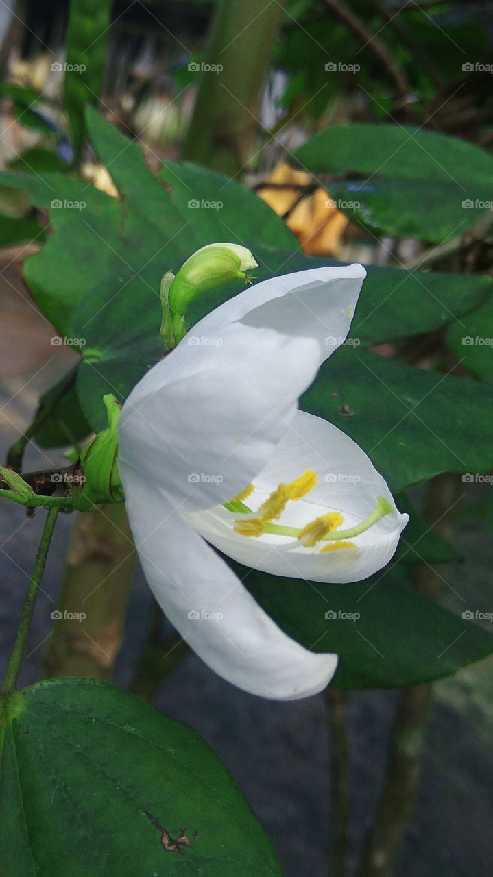 This is a beautiful flowers