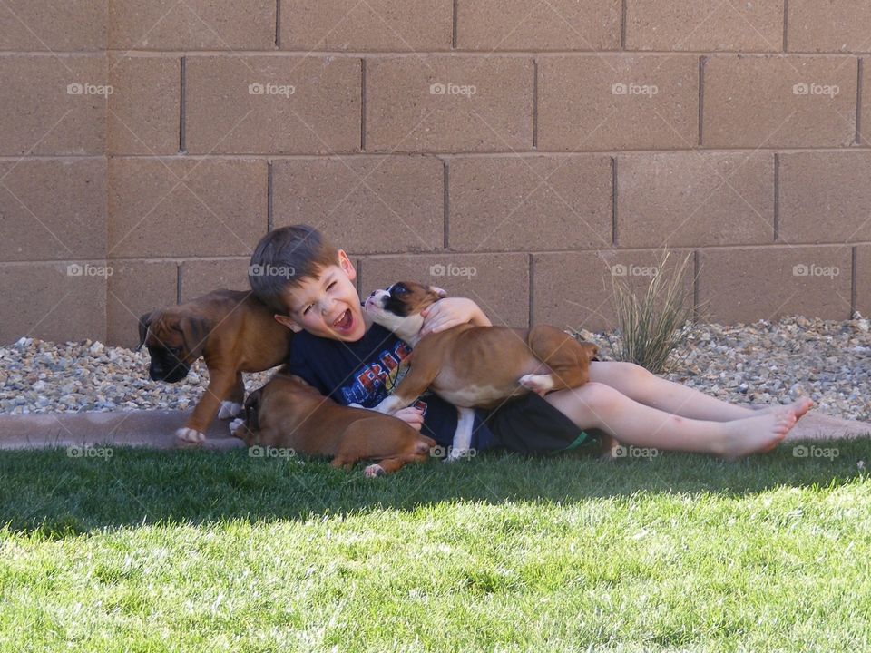 Cute boy playing with dogs