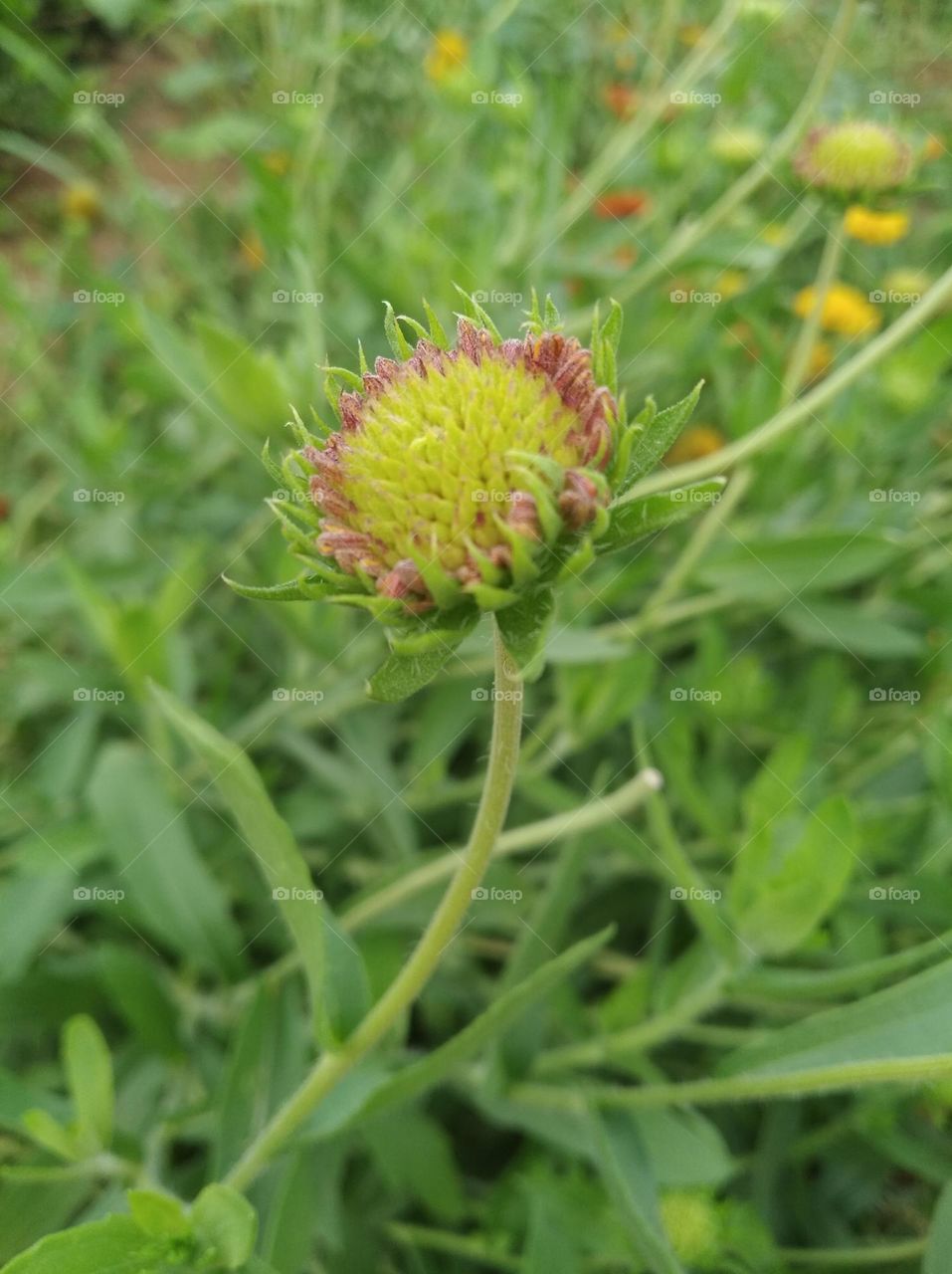 yellow flower buds small size shurb looks very beautiful generally found everywhere
