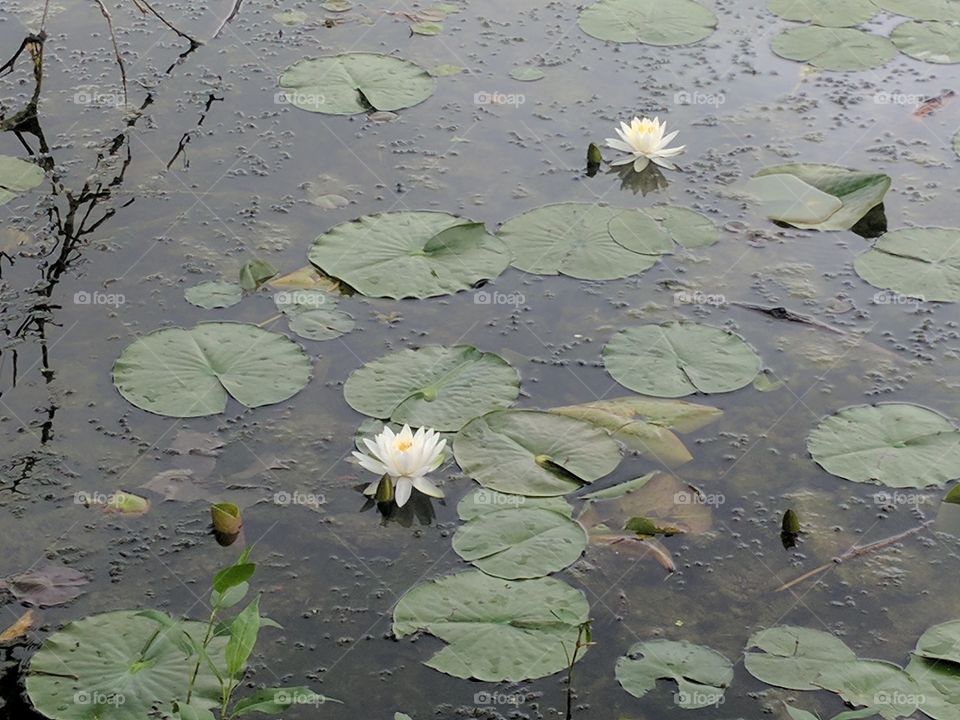 water lily