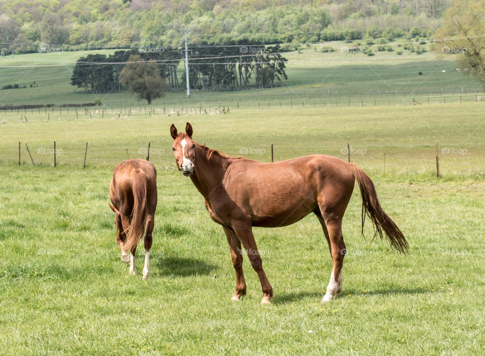 Horses on the grassland, Junglinster, Luxembourg