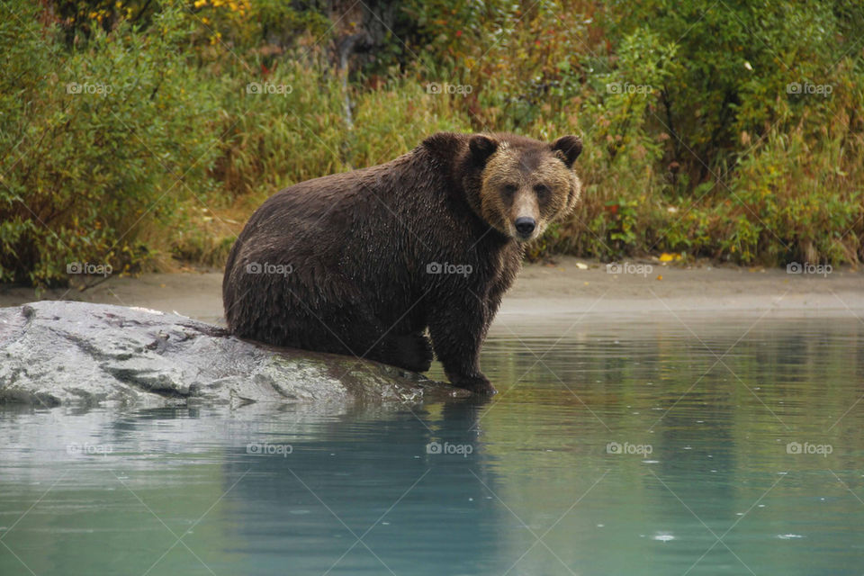 GRIZZLY BEAR