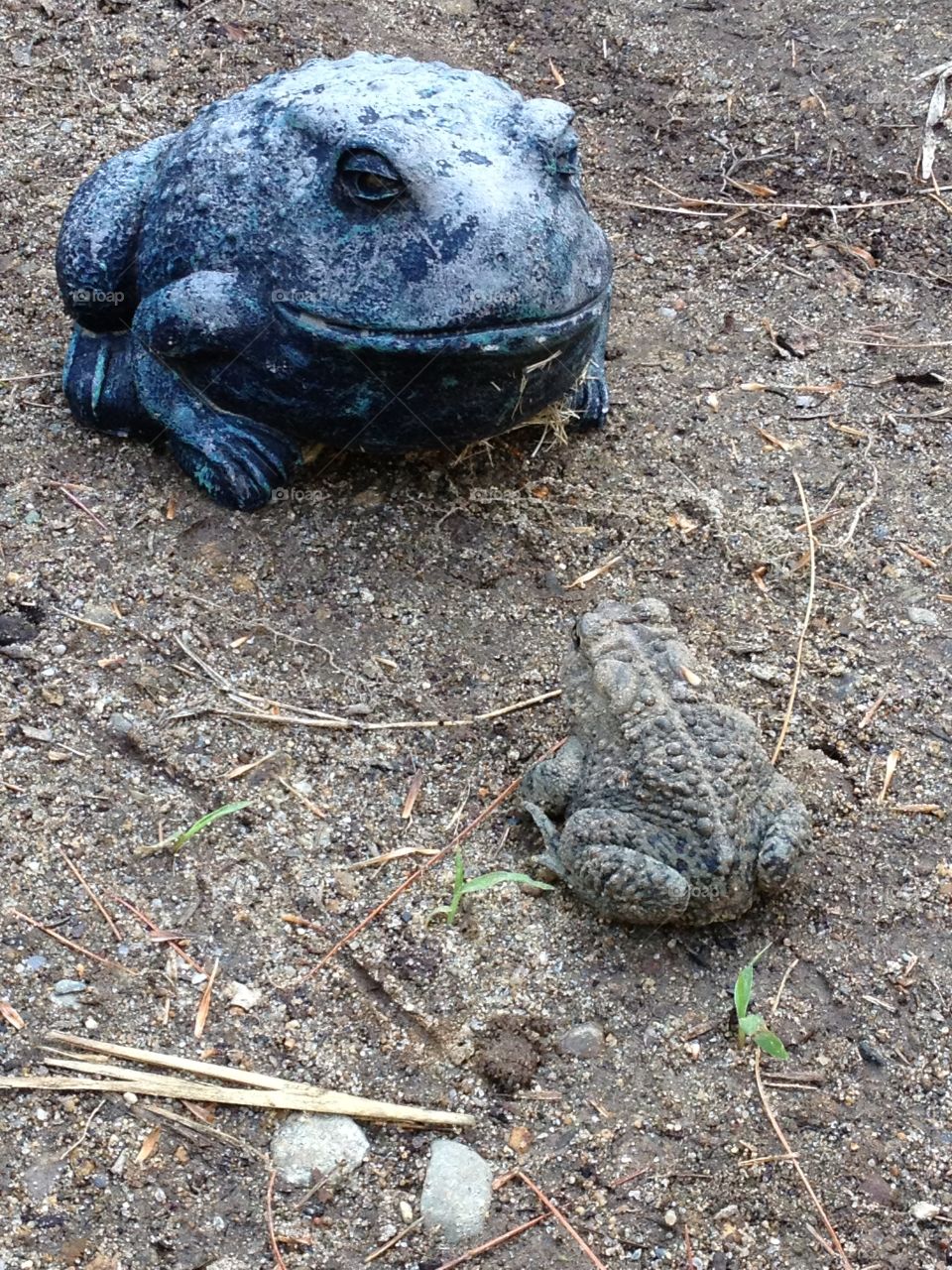Real frog and fake frog, standoff, joke photo. Funny coincidence. Looking at each other, real and fake frogs.