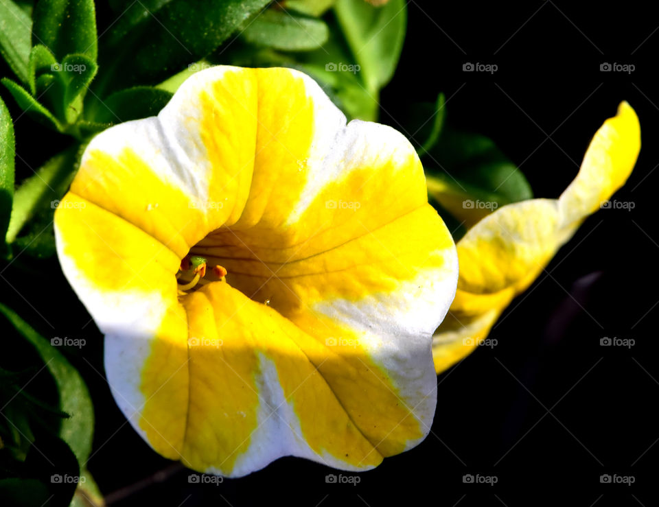 Yellow pansy blooming at outdoors