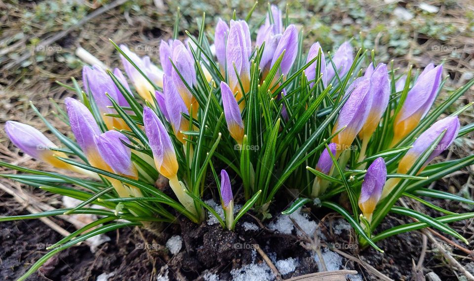 First spring flowers 💜🌱