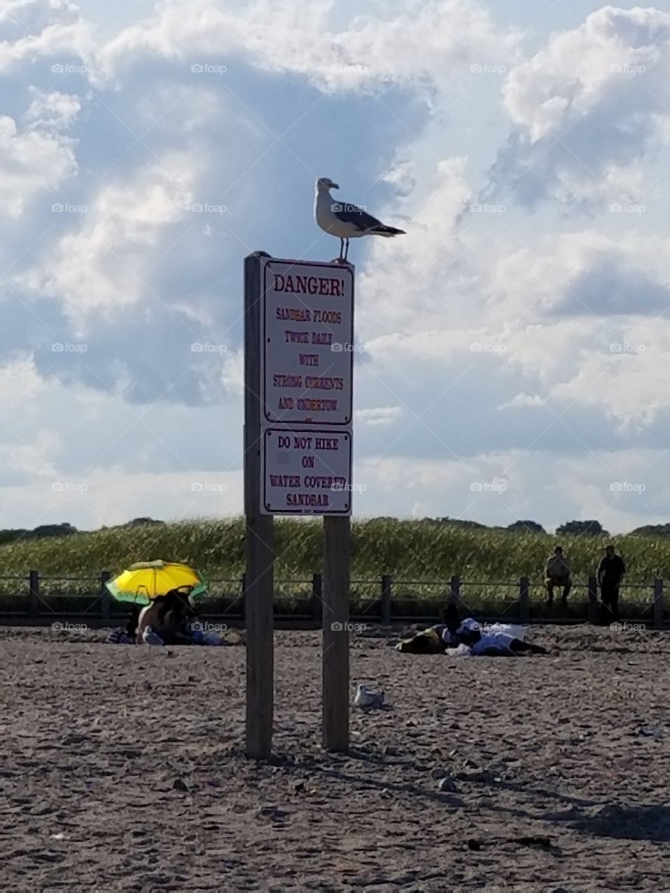Seagull on a danger sign