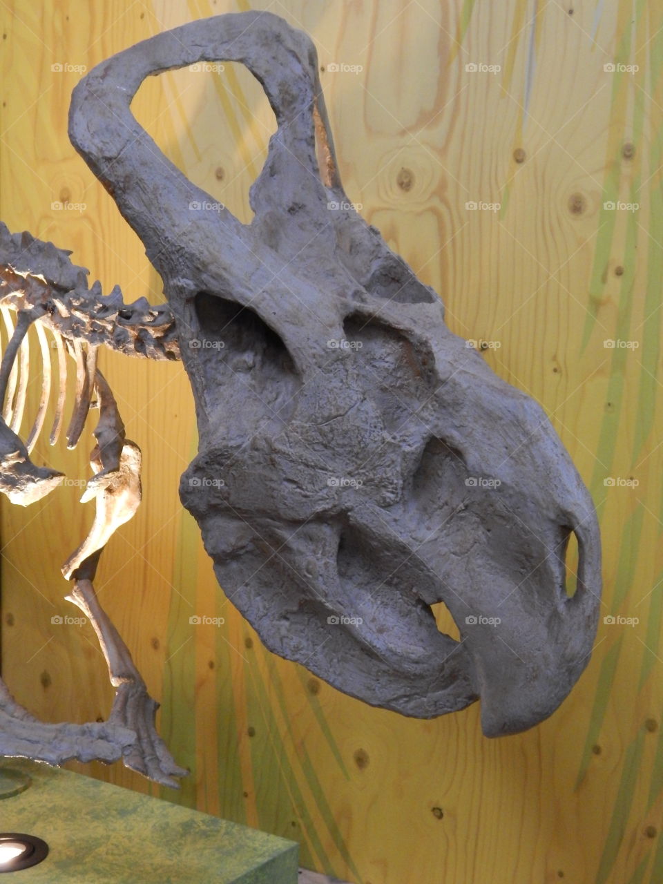 dinosaur skull fossil from china
