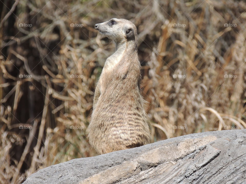 Meerkat 2