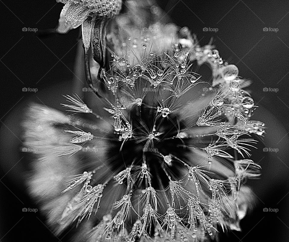 Color vs Black and White - Black and white photo of a dandelion flower laced with morning dew