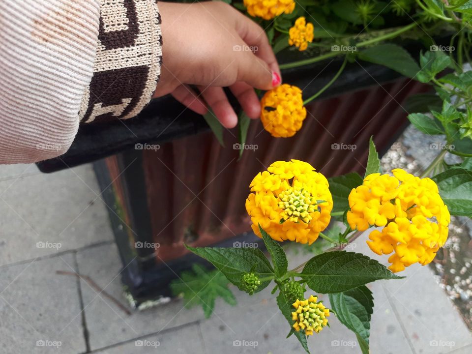 hand touching yellow flower in pot