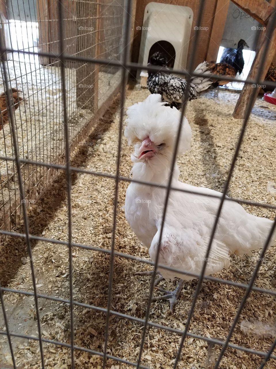 Drumlin Farm Chicken